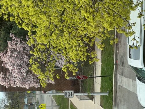 4058 W Dickens Avenue #2D, Chicago, IL