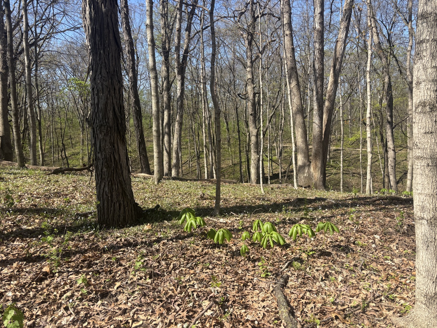1618 Tanglewood Drive, Varna, IL