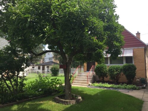 8021 S Coles Avenue, Chicago, IL