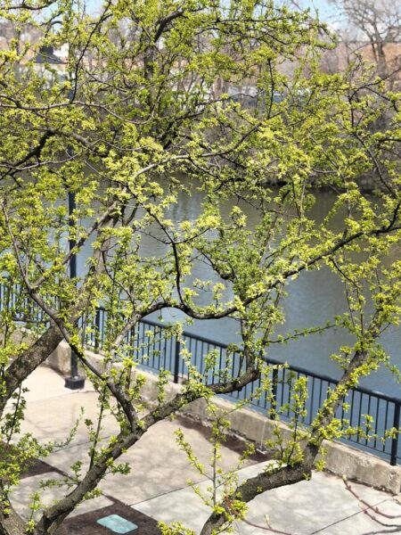 2917 N Claremont Avenue, Chicago, IL