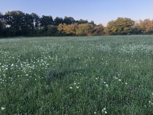 40369 N Belle Foret Drive, Wadsworth, IL