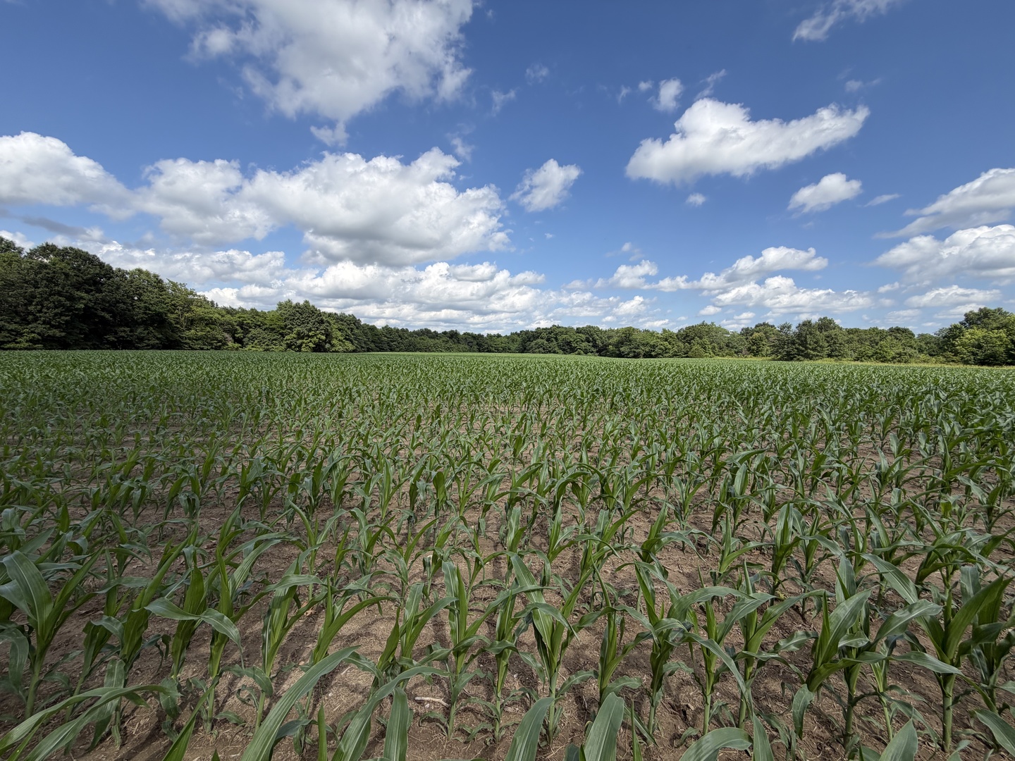 Landmark Road, Iuka, IL